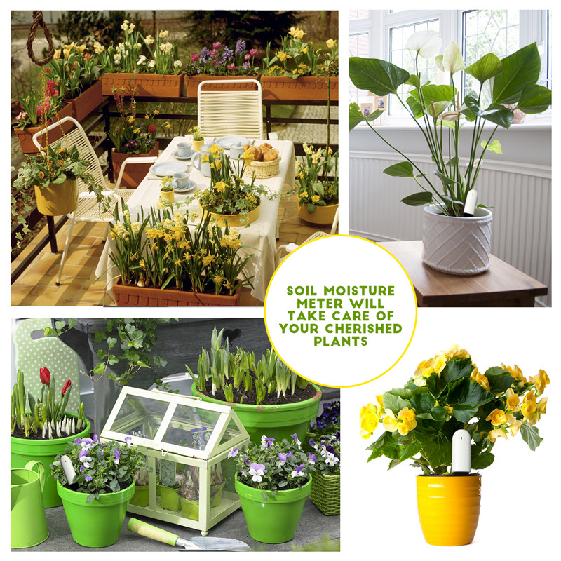 HHCC Xiaomi Flower Care Smart  - Plant Parent App review and price